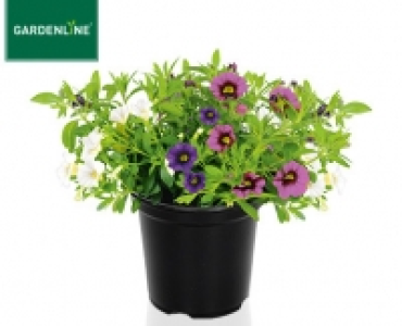 GARDENLINE&reg;Edelpetunie
