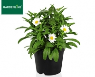 GARDENLINE&reg;Solit&auml;rstaude 1.99&nbsp;&euro;