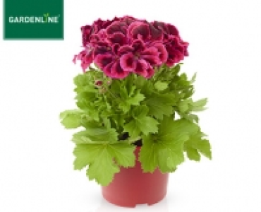 GARDENLINE®Edelgeranie