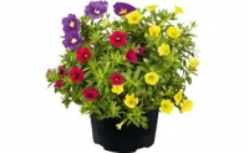 Petunie 2.49 €