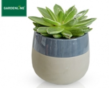 GARDENLINE®Pflanze im Keramiktopf