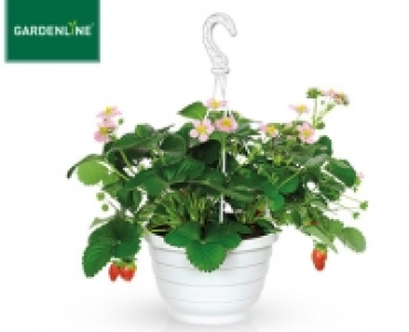GARDENLINE®Erdbeer-Ampelpflanze