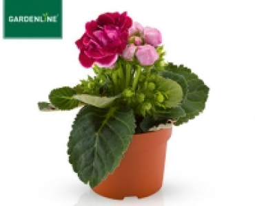 GARDENLINE®Blühende Pflanze
