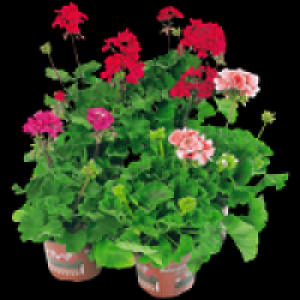 Geranien 1.79 €