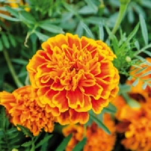 Beetpflanzen 0.99&nbsp;&euro;