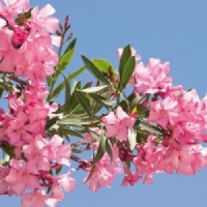 Oleander 3.99&nbsp;&euro;