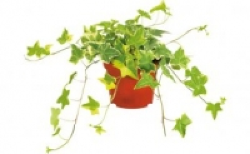 Efeu 1.49&nbsp;&euro;
