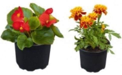 Beet- und Balkonpflanzen 0.69 €