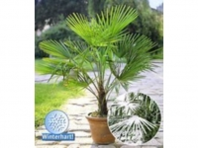 Winterharte K&uuml;bel-Palme,1 Pflanze, Trachycarpus fortunei 12.99&nbsp;&euro;