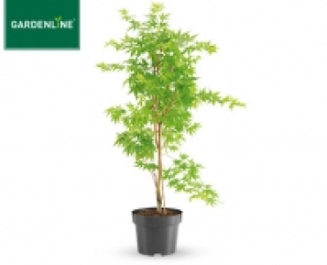GARDENLINE® Ahorn-Strauch 12.99 €