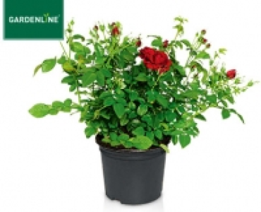 GARDENLINE®Lizenz-Gartenrose 3.99 €