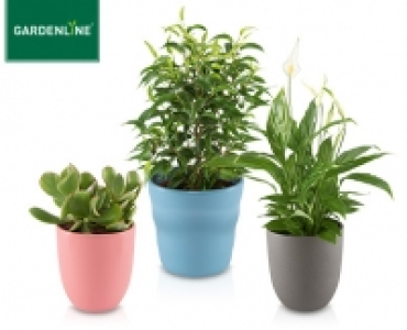 Aldi Süd  GARDENLINE®Exotische Pflanze