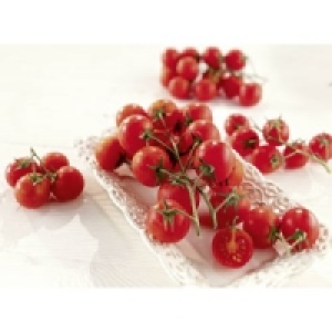 Pacchino Tomaten