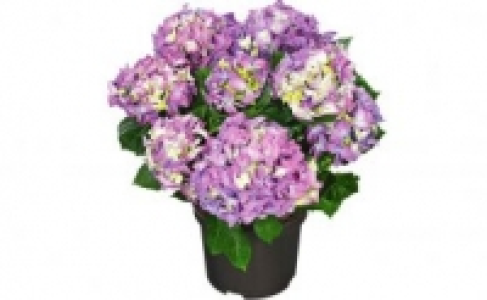 Hortensien 6.99 €