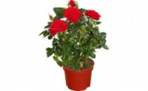 Topfrosen 3.99&nbsp;&euro;