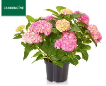 GARDENLINE®Gartenhortensie 5.99 €