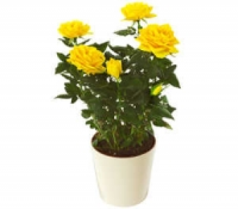 Rose 1.99&nbsp;&euro;