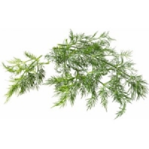 Frischer Dill 2.59 €