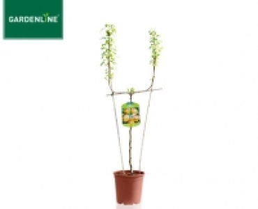 Aldi Süd  GARDENLINE®Spalier- oder Säulenobstbaum