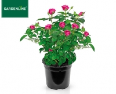 GARDENLINE®Rose, exklusiv 4.59 €