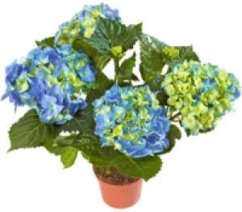 Hortensien 3.55 €