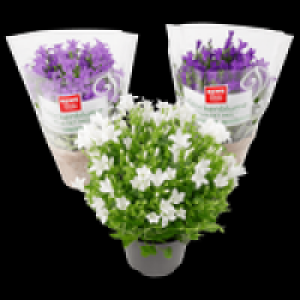 Rewe  Glockenblume