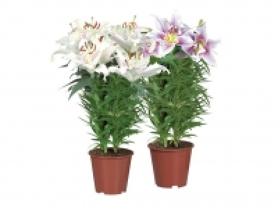 Orientalische Lilie 0.99 €