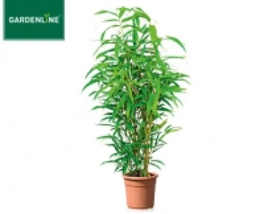 Aldi Süd  GARDENLINE®Palme oder Bambus