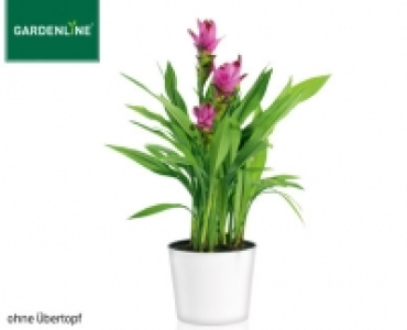 Aldi Süd  GARDENLINE®Exotische Blühpflanze