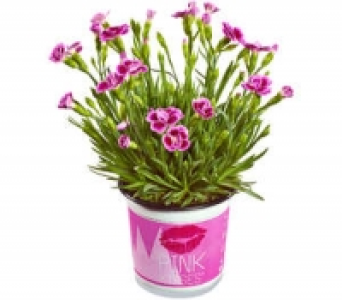 Gartennelke 1.79 €