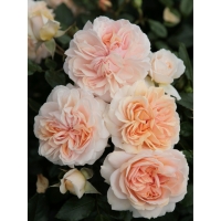 OBI  Kordes Beetrose Garden of Roses Creme-Rosa Höhe ca. 30 - 40 cm Topf 