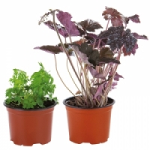 Stauden 1.49 €