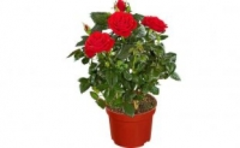 Topfrosen 1.99&nbsp;&euro;