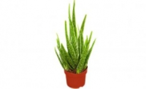 Aloe Vera 2.99 €