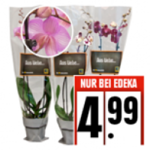 Phalaenopsis Orchidee 4.99 €