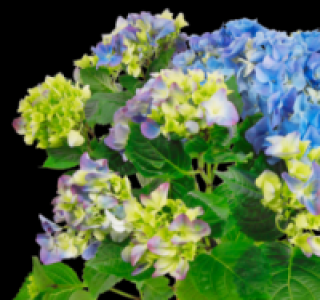 Hortensie 2.49 €