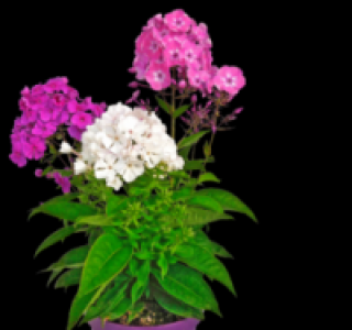 Flammenblume 4.99 €