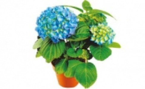 Hortensien 4.99 €