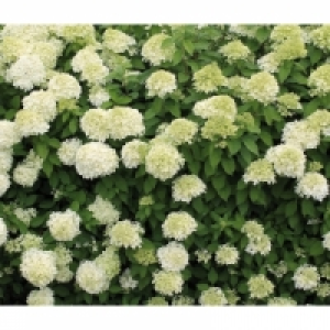 Rispenhortensie 5.99 €