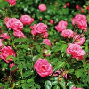 Rosen-Schale 4.99 €