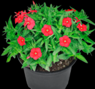 Flammenblume 1.49 €