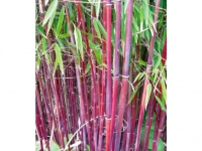 Roter Bambus Chinese Wonder, 1 Pflanze 0.99 €