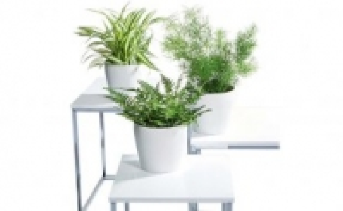 Grünpflanzen Mix 1.99 €
