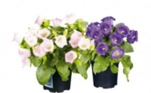 Glockenblume 3.99 €