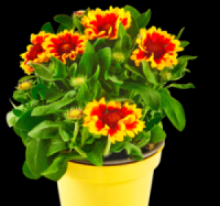 Kokardenblume 1.99 €