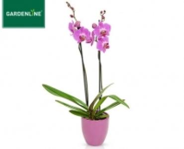 GARDENLINE&reg;Orchidee im Keramiktopf 6.99&nbsp;&euro;
