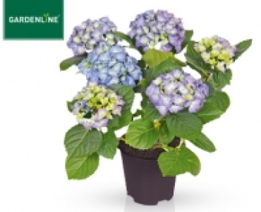 Aldi Süd  GARDENLINE®Hortensie