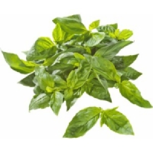Frische Kräuter