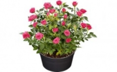 Rosen-Schale 5.99 €
