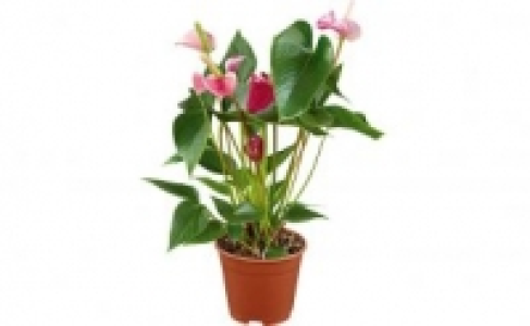 Anthurie 4.99 €